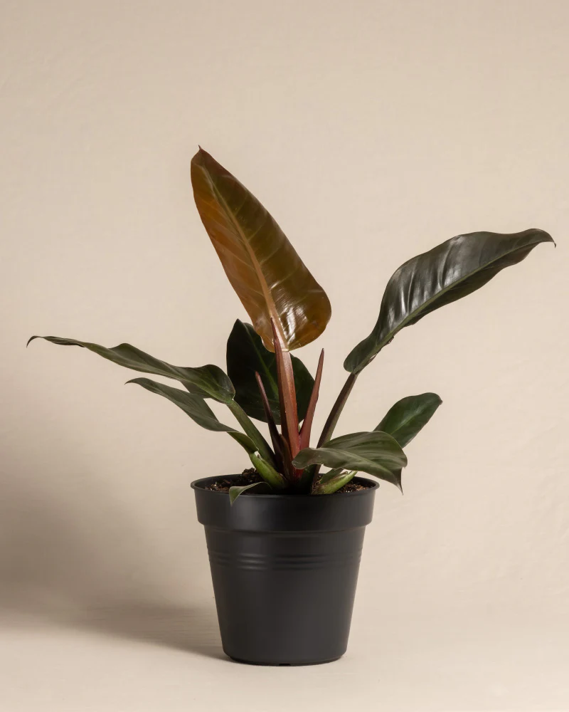 Produktbild 3