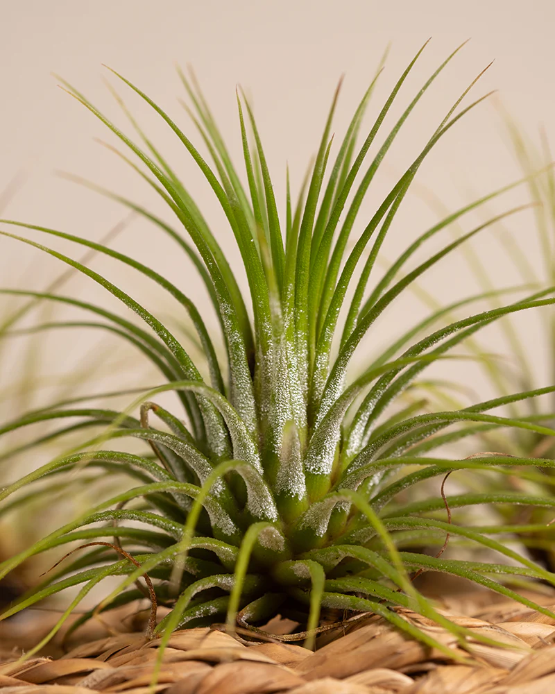 Produktbild 8